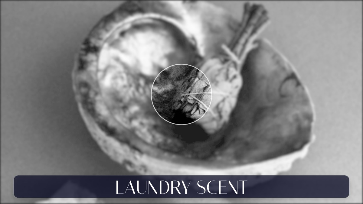 laundry scent
