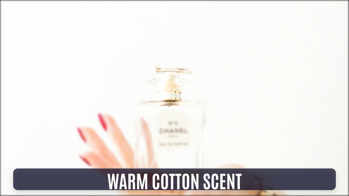 warm cotton scent